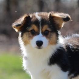 Timothy - Black and tan male Pembroke Welsh Corgi puppy in South Otselic, New York from Ridge Top Corgis