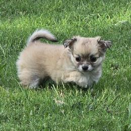 Precious - Fawn and white female Chihuahua puppy in Tulsa, Oklahoma from Hart's Chihuahuas