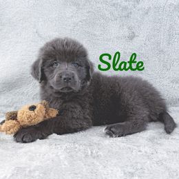 Slate - Gray male Newfoundland puppy in Cortez, Colorado from Bear Heart Newfoundlands, LLC