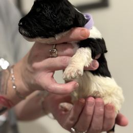 Goldendoodle and Poodle Puppies from Southern Stroll Poodles & Doodles