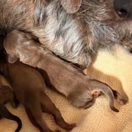 Sally - Black and tan female Dachshund puppy in Missoula, Montana from The Dainty Dachshund