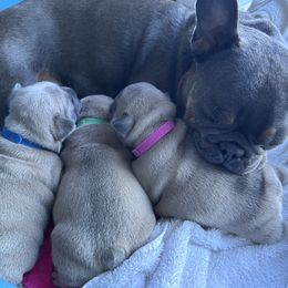French Bulldog Puppies from Upcountry Frenchies