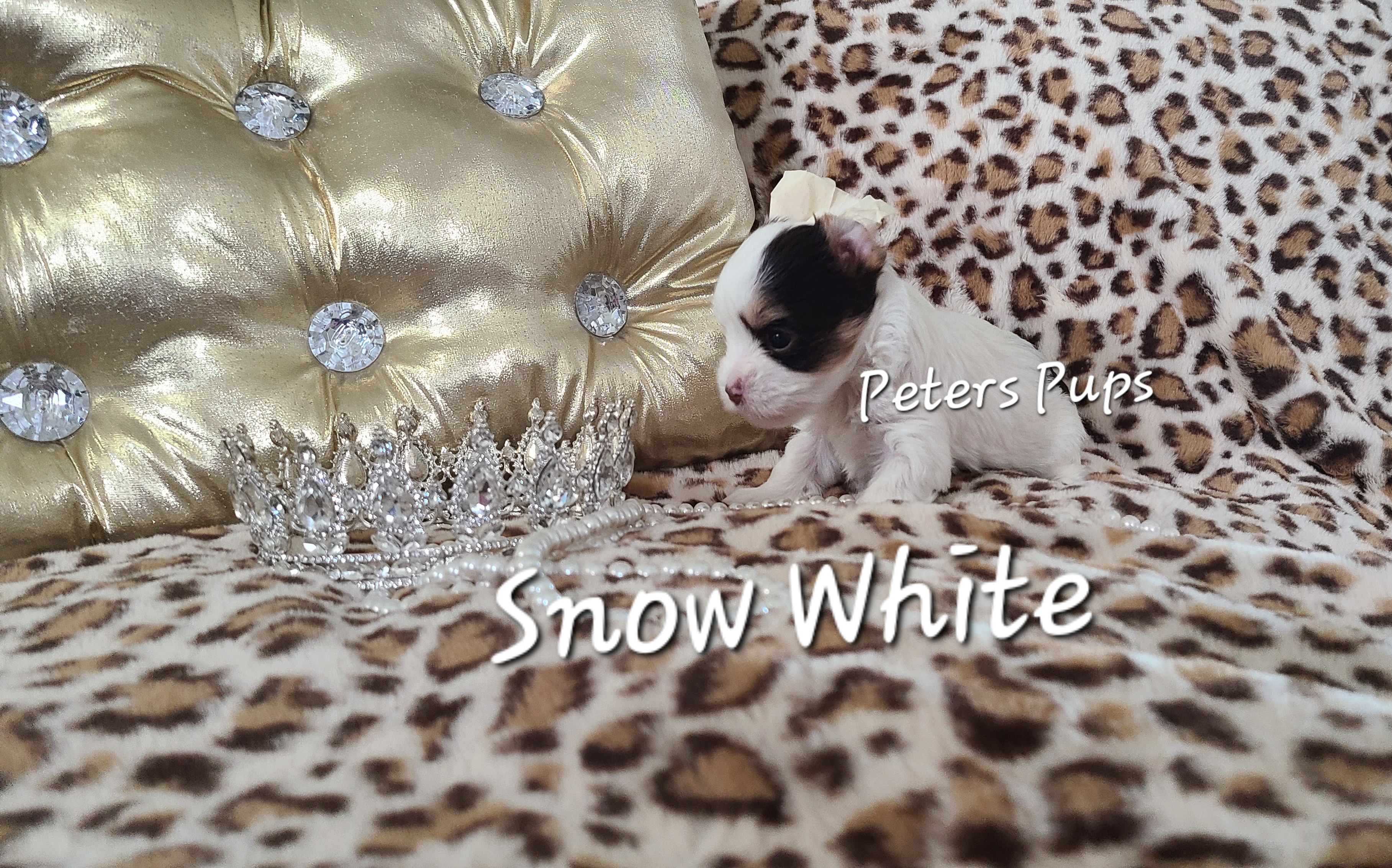 Yorkshire Terrier Puppies from Peters Pups Yorkshire Terriers