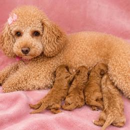 Goldendoodle puppies from Lorel Bryant