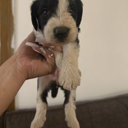 Karli - Black and white female Old English Sheepdog puppy in Acton, California from Fab OES