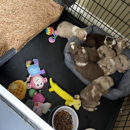 Australian Shepherd, Miniature American Shepherd, Miniature Australian Shepherd, and Toy Australian Shepherd Puppies from Painted Blue Aussies