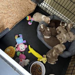 Australian Shepherd, Miniature American Shepherd, Miniature Australian Shepherd, and Toy Australian Shepherd Puppies from Painted Blue Aussies