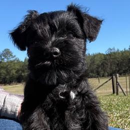 Brock's Miniature Schnauzer - Black male Miniature Schnauzer puppy in Greensburg, Louisiana from Brock’s  Miniature Schnauzers