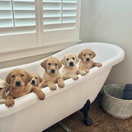 Australian Labradoodle, Labrador Retriever, and Poodle Puppies from Laird Farms