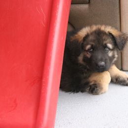 Shiloh Shepherd Puppies from Solace Shilohs