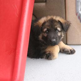 Shiloh Shepherd Puppies from Solace Shilohs