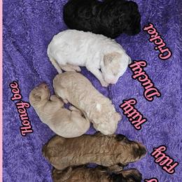 Goldendoodles from Doodles Fur Days