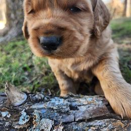 Charlie - Dark golden male Golden Retriever puppy in Texas from Copperhead Creek Goldens
