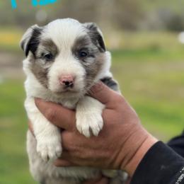 Mickey - Blue merle female Border Collie puppy in Sanger, California from Flying M Cactus Ranch Buddies