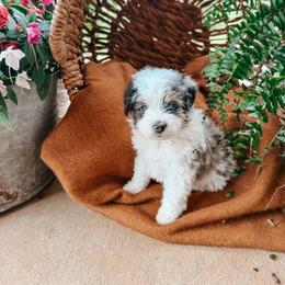 Bud - male Australian Mountain Doodle puppy in Tryon, North Carolina from Melrose Mountain Farm