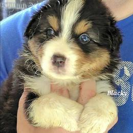 BLACKY - Black tri-color male Australian Shepherd puppy in Elk Creek, Missouri from Hearts on Fire Australian Shepherds