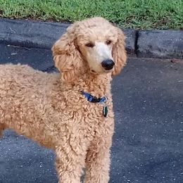 Poodles from Happy Standard Poodles