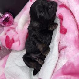 Girl 1 - Black and tan female Shih Tzu puppy in Albany, New York from Precious Peekapoo’s and Luxurious Shih Tzu’s