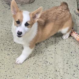 LUCY - Sable female Pembroke Welsh Corgi puppy in Walker, Iowa from Double K Corgis