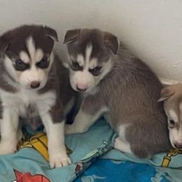 Siberian Huskies from Morales Pedigree