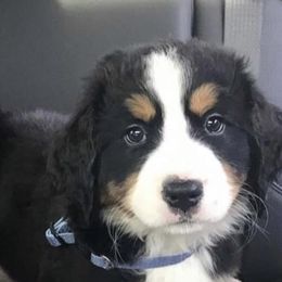 Bernese Mountain Dog Puppies from Stone Hill Farm