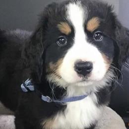 Bernese Mountain Dog Puppies from Stone Hill Farm