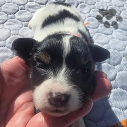 ASTRID - White black and tan female Papillon puppy in Hollister, Missouri from Swan Creek Kennel