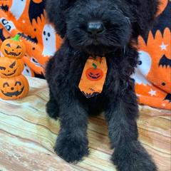 Boy 2 - Goldendoodle puppy from Pawsome Poodles and Doodles