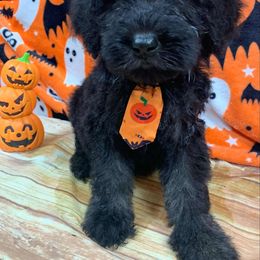 Boy 2 - Goldendoodle puppy from Pawsome Poodles and Doodles