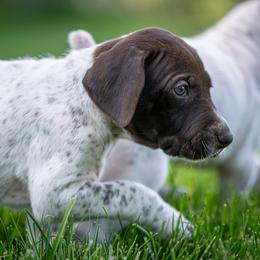 Girl 6 - female German Shorthaired Pointer puppy in Pasco, Washington from TJ’s High Country Kennel