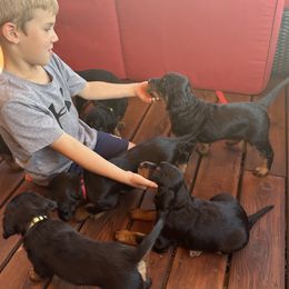 Gordon Setters from Jodi's Kennel