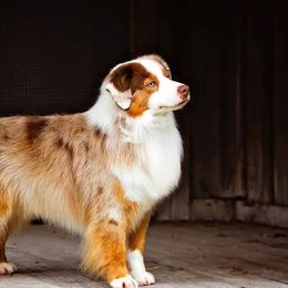 Miniature American Shepherds from Dynasty Minis - Georgia