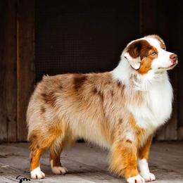 Miniature American Shepherds from Dynasty Minis - Georgia
