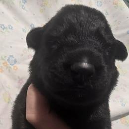 Purple collar - Black female German Shepherd puppy in Oscoda, Michigan from Sstar