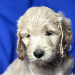 May - Goldendoodle puppy in Salem, Oregon from Capital Doodles
