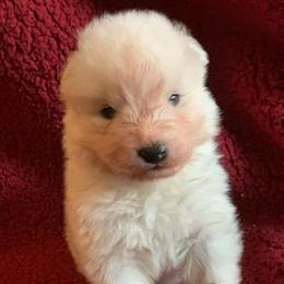 Samoyed Puppies from Limelight Samoyeds