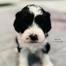 Cascade- Female Reservation 6 - Black and white female Sheepadoodle puppy in Spokane, Washington from Downriver Doodles