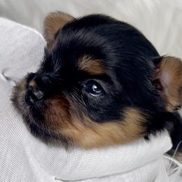 Yorkshire Terriers from Yorkiepupsntcups