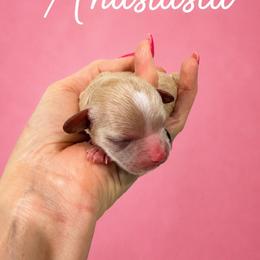 Anastasia - Apricot female Maltipoo puppy in Orlando, Florida from Denise’s Puppies