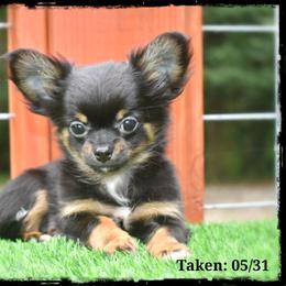 Cash - Black and tan male Chihuahua puppy in Demorest, Georgia from Sourpatch Chihuahuas