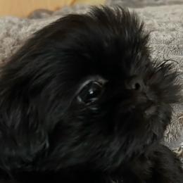 Boy 2 - Black male Shih Tzu puppy in Dallas, Texas from A Sassy Soul Shih-Tzu