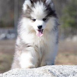Lady - Black and white female Pomsky puppy in Moultonborough, New Hampshire from Foxfire Arctic Spitz