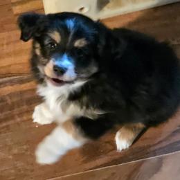 Buddy - Black tri male Toy Australian Shepherd puppy in Ionia, Iowa from Sapphire Stables