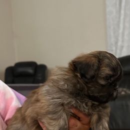 Boy 1 - Shih Tzu puppy in California from Precious Shih Tzus