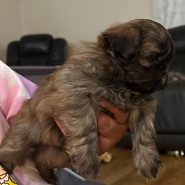Boy 1 - Shih Tzu puppy in California from Precious Shih Tzus