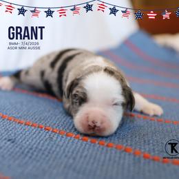 Grant- BMM - Blue merle male Miniature Australian Shepherd puppy in Nacogdoches, Texas from TK Standard, Mini, & Toy Aussies