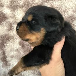 Apollo - Black and tan male Rottweiler puppy in Newfoundland, Pennsylvania from Poconopaws