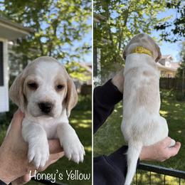 Honeys Yellow - Lemon and white female Beagle puppy in Brownsville, Oregon from Beagles on the Run