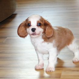 Tyson - Blenheim male Cavalier King Charles Spaniel puppy in Leonard, Texas from Rising Star Kennels