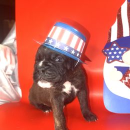 Navajo - Brindle male Boxer puppy in Abilene, Texas from L&L Euro Boxers and Small Town Shih Tzus